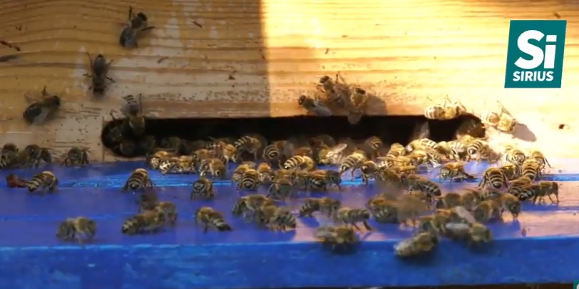 Унікальку карпатську бджолу вирощують на пасіці у Вучковому на Міжгірщині (ВІДЕО)