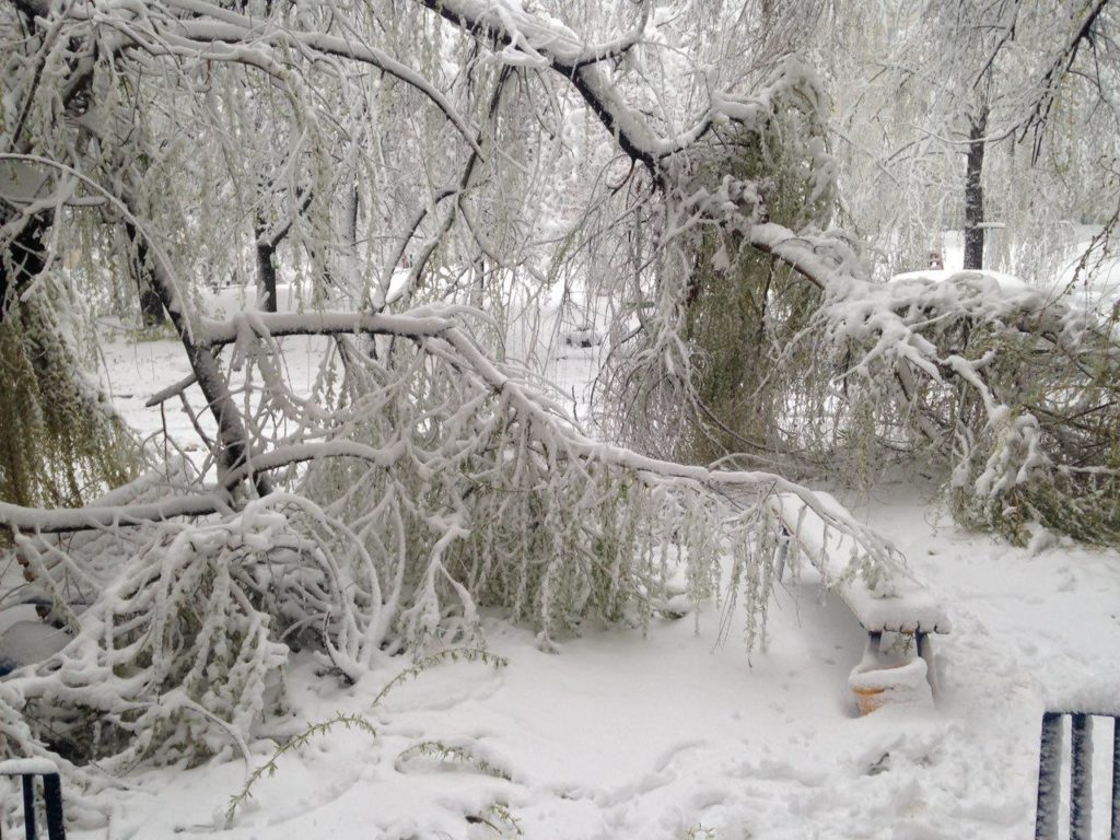 На Закарпатті за добу через снігопади впало 11 дерев
