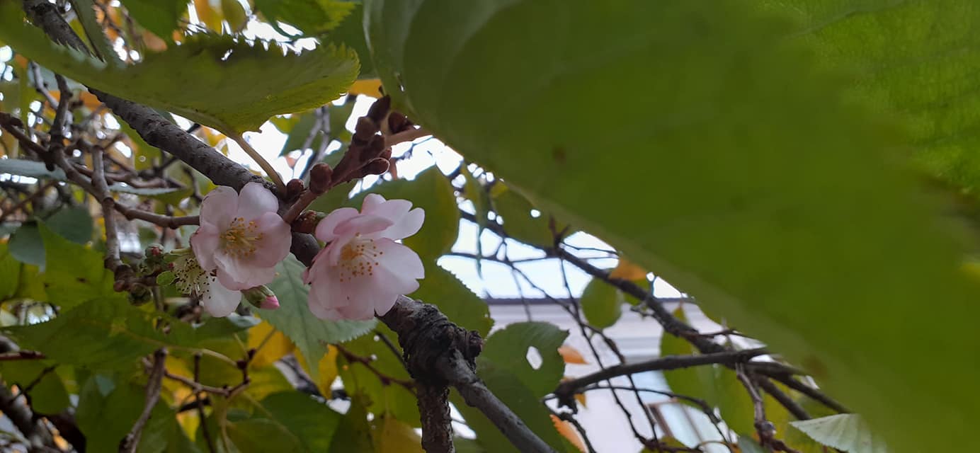 У Мукачеві квітне "шалена" сакура (ФОТО)