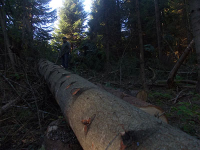 Довжанський лісгосп відшкодував збитки за шкоду природним ресурсам