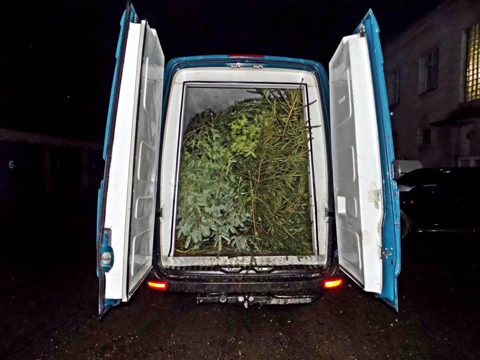 На Міжгірщині зафіксували випадки незаконного перевезення близько 200 ялинок (ФОТО)