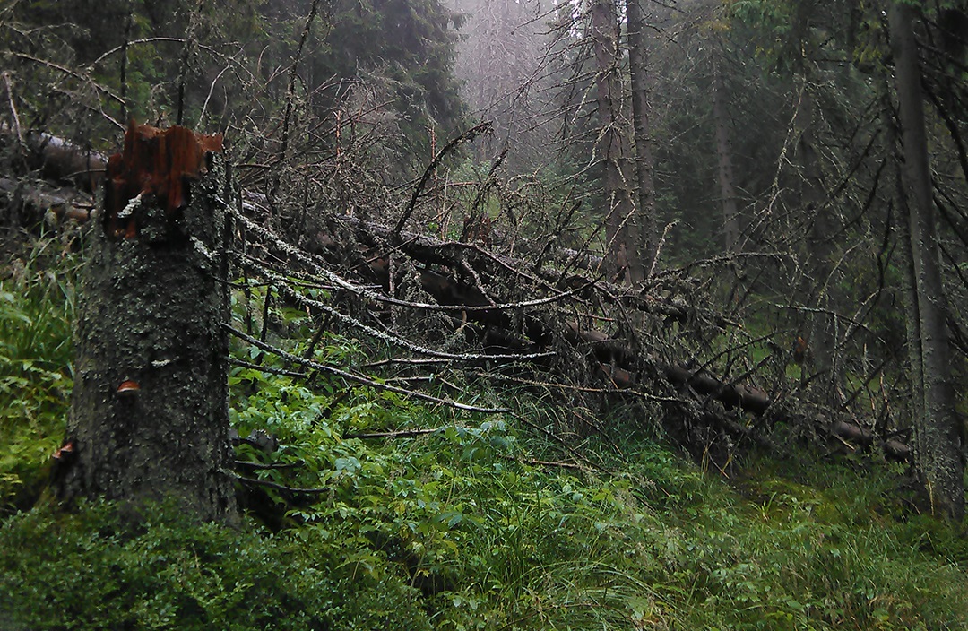 Ясінянський лісгосп почав незаконну рубку в пралісах на Рахівщині