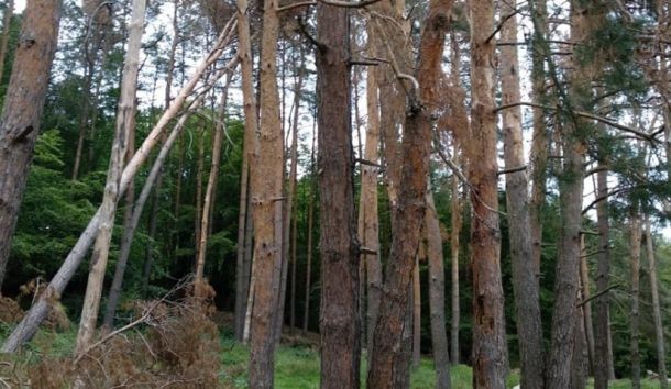 У Ясінянському лісгоспі стверджують, що не проводять жодних рубок у пралісах