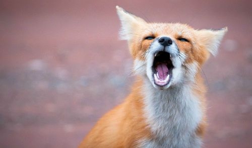 На Виноградівщині, на території мисливських угідь, відстрелили скажену лисицю