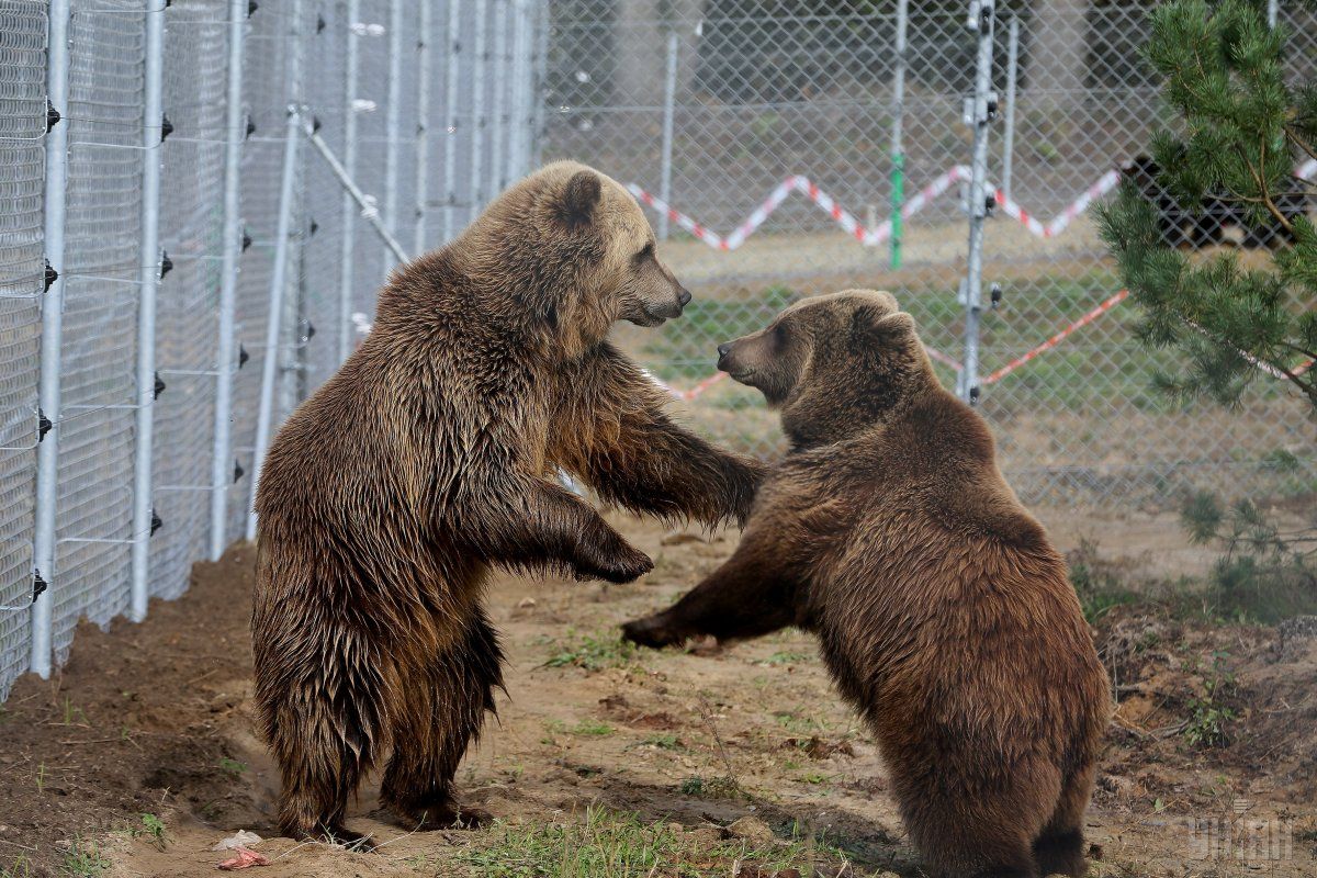 На Донеччині активістам не дали вивезти ведмедів в Центр реабілітції на Закарпатті