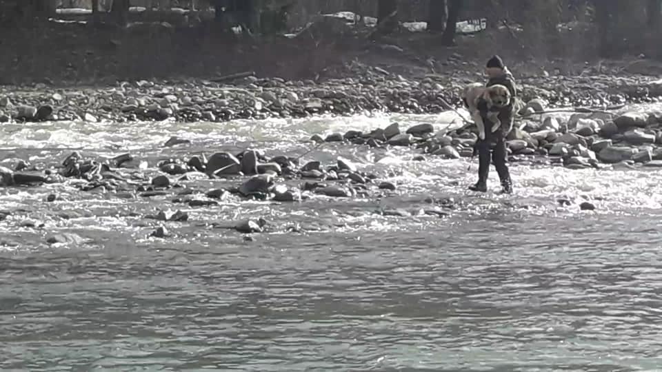 На Тячівщині місцевий мешканець урятував пса, котрий 2 дні простояв посеред річки (ФОТО, ВІДЕО)