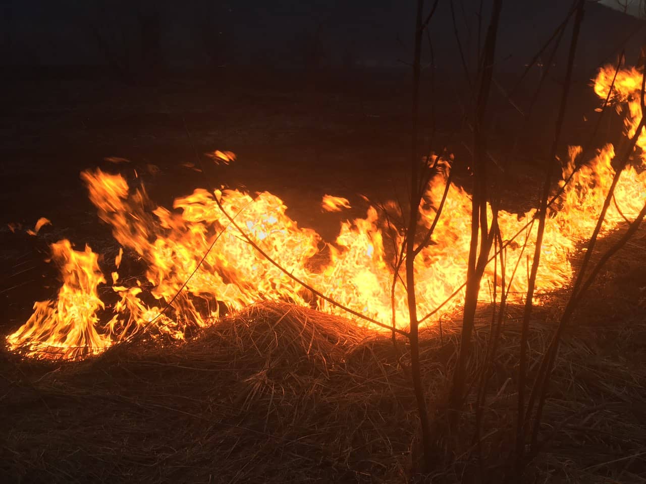 На Закарпатті несвідомі краяни масово спалюють сухостій: із 12 пожеж за добу – 11 виникло в екосистемах (ФОТО)
