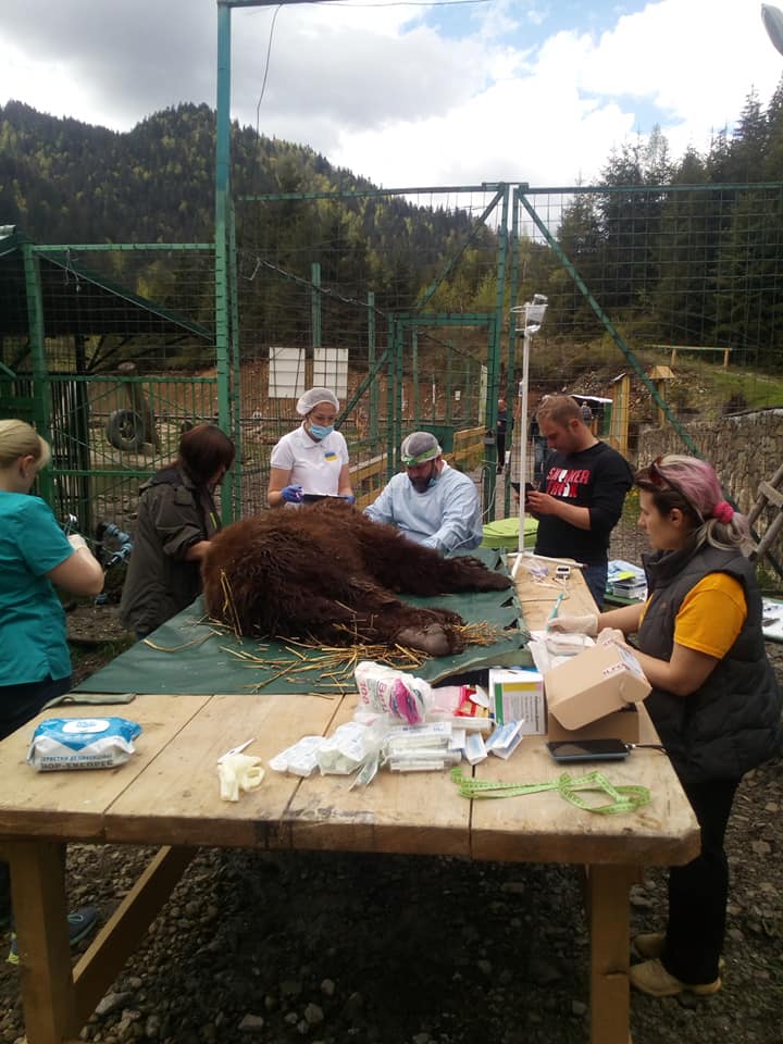 У реабілітаційному центрі бурих ведмедів на Закарпатті оглядали й лікували клишоногих (ФОТО)