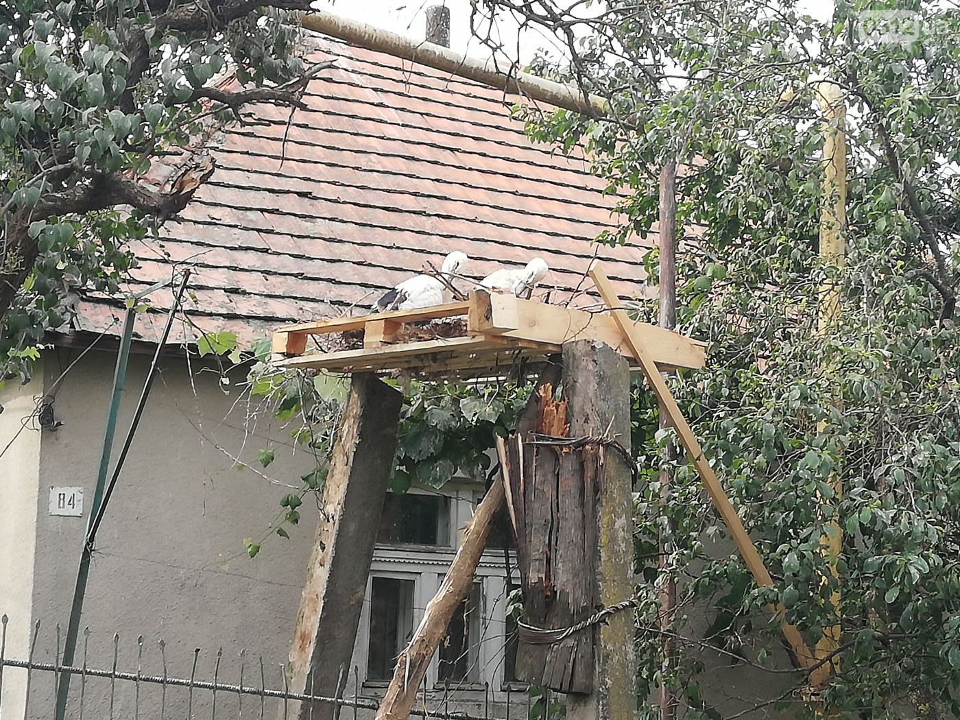 У Дунковиці на Іршавщині лелекам зробили тимчасове гніздо замість того, що впало (ФОТО)