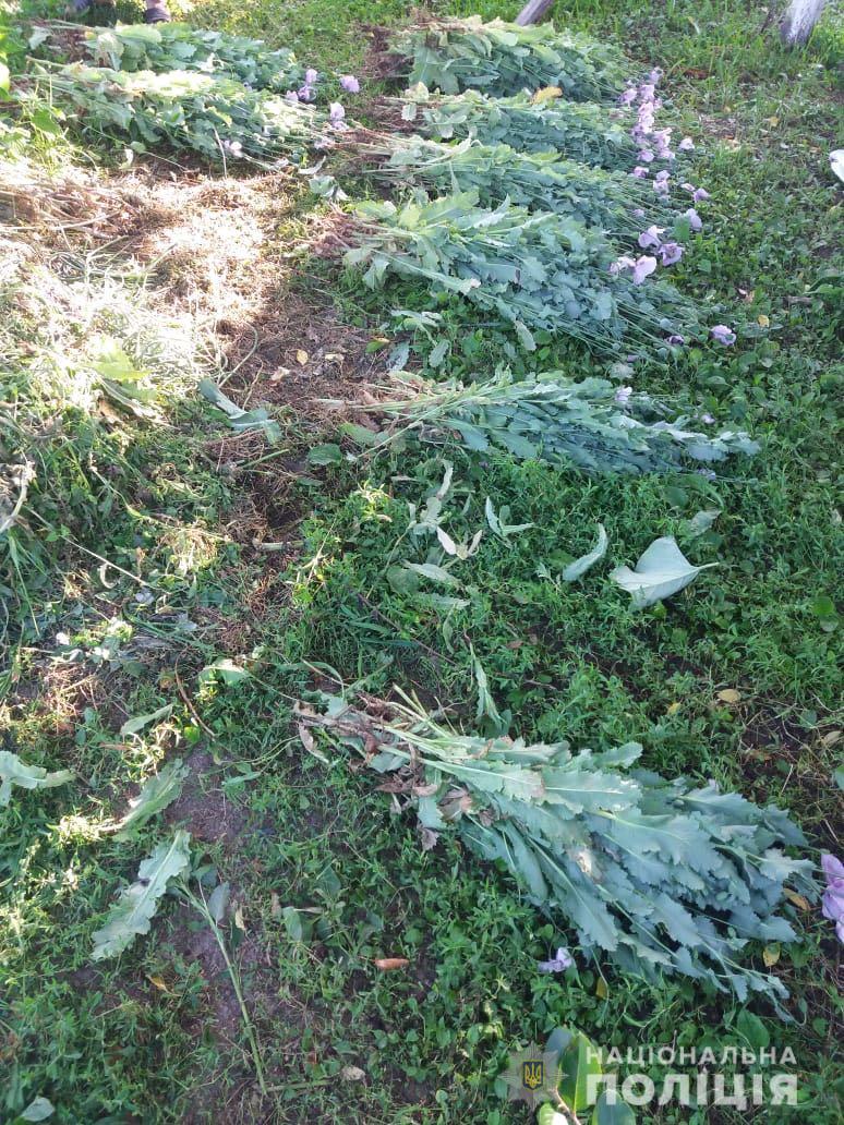 На городі мешканки Іршавщини поліція повисмикала 380 рослин забороненого снодійного маку (ФОТО)