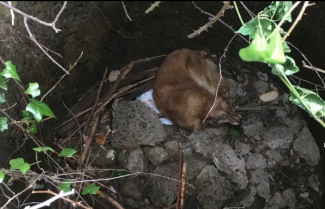 У Мукачеві з каналізаційного колектора врятували собаку (ВІДЕО)