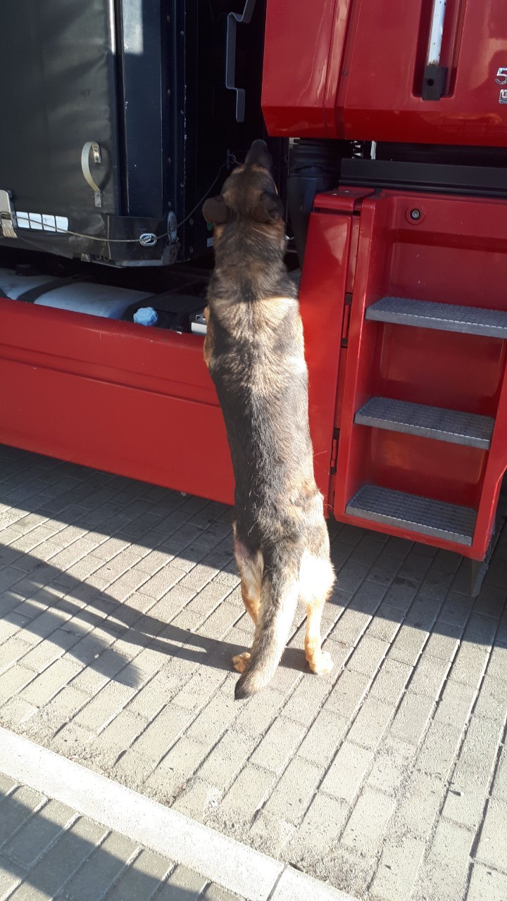 У двох вантажівках на кордоні на Закарпатті службовий пес знайшов складові до зброї (ФОТО)