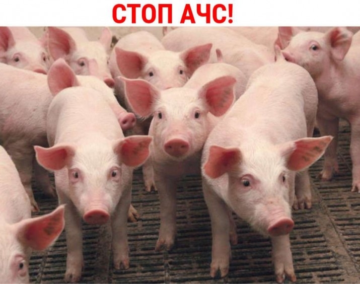На Закарпатті посилили контроль за переміщенням свиней і свинопродукції