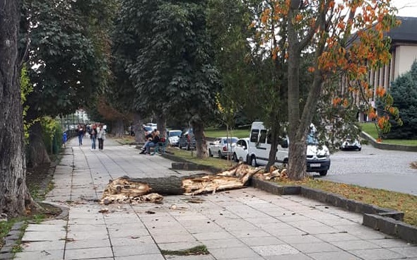 ФОТОФАКТ. На набережній в Ужгороді впало дерево (ФОТО)