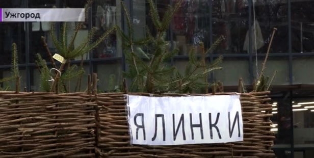 В Ужгороді діє 8 ярмарків із продажу ялинок та різдвяних прикрас (ВІДЕО)