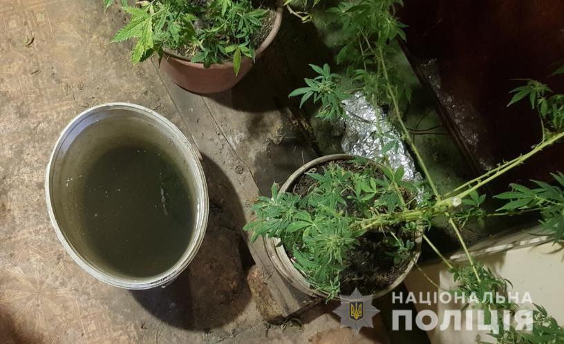 Мешканець Рахова у спеціально обладнаній вдома нарколабораторії виростив 12 кущів конопель (ФОТО)