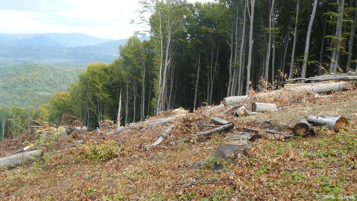 На Закарпатті двом майстрам лісу погодили підозру за незаконну порубку дерев на понад 2,5 млн грн