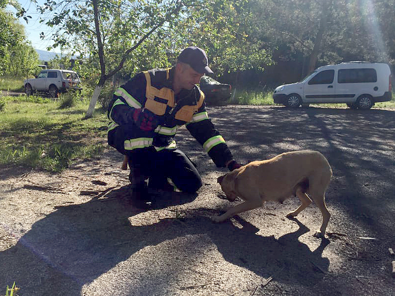 На Іршавщині врятували собаку, котрий застряг на горищі ветлікарні, залишивши внизу цуценят (ФОТО)