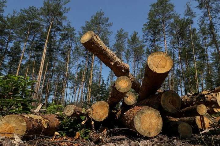 Держлісагентство перевірить факти про незаконну вирубку дерев на Закарпатті для IKEA