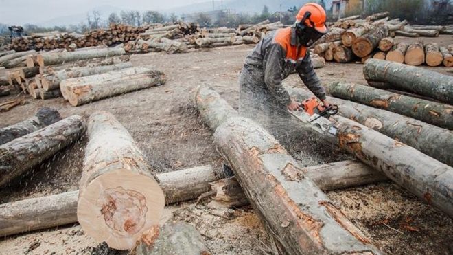 Через скандал з деревиною для Ikea на Закарпатті можуть звільнити сотні працівників (ФОТО)