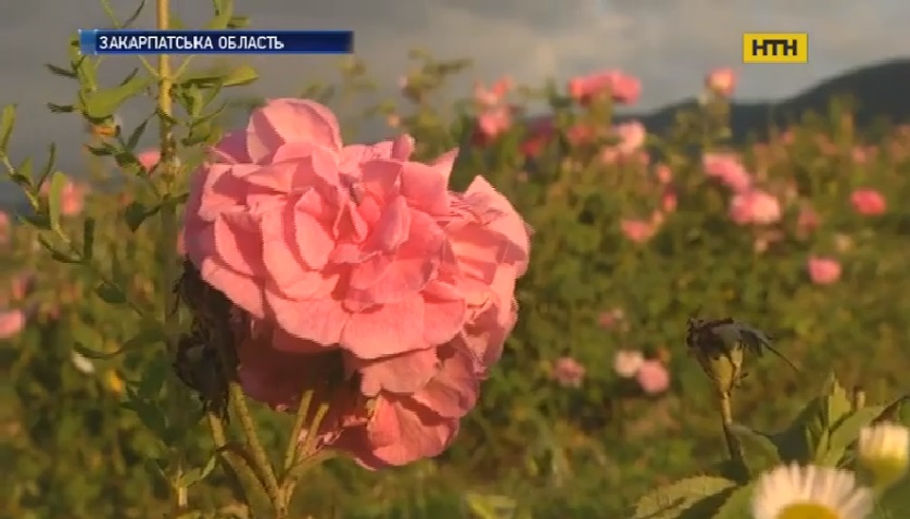 На Закарпатті збирають пелюстки троянд, що виросли в оточенні лаванди (ВІДЕО)