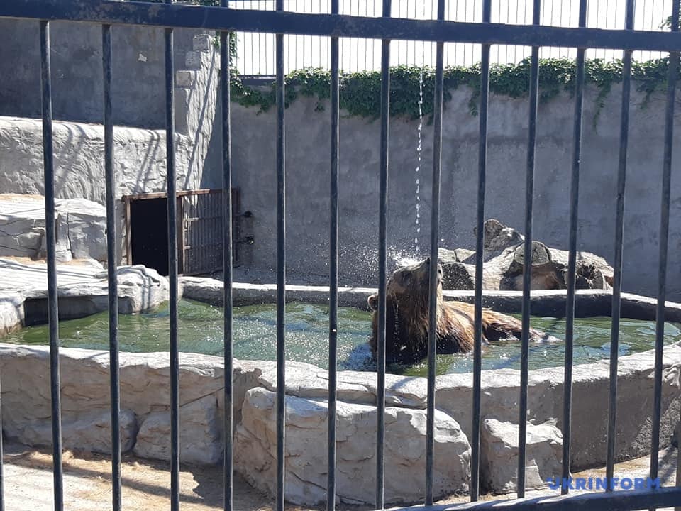 У реабілітаційний центр бурих ведмедів на Закарпатті привезуть ще двох нових мешканців