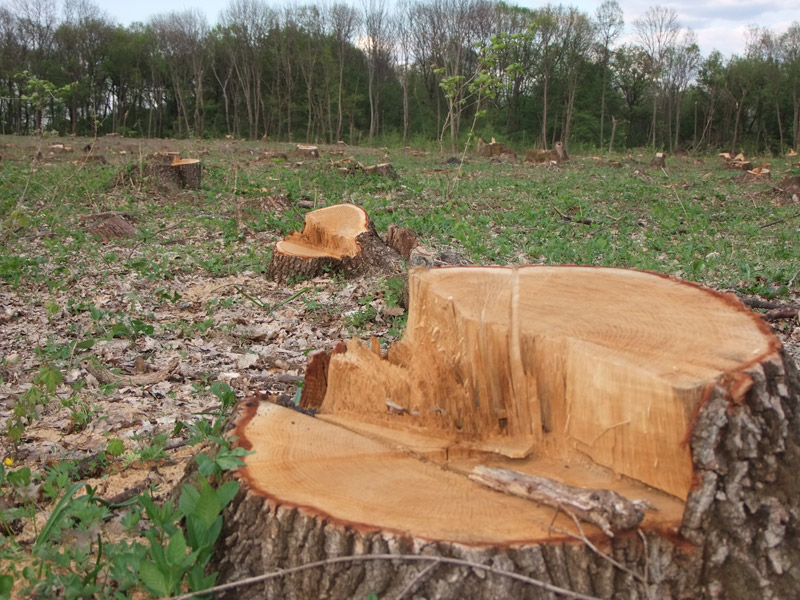 У Тячівському лісгоспі виявили незаконну рубку дерев