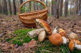 На Тячівщині шукають чоловіка, що заблукав у лісі, збираючи гриби