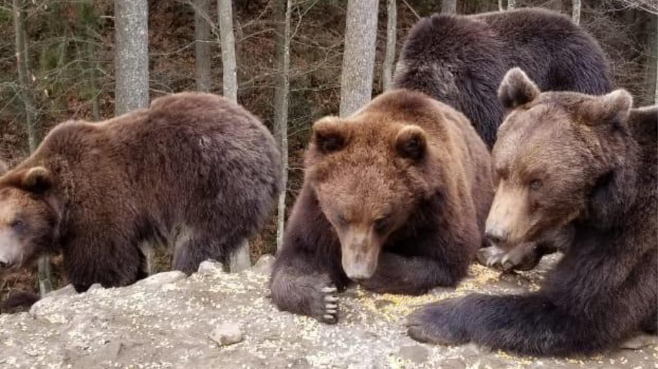 Завдяки збільшенню території в Реабілітаційному центрі бурих ведмедів на Закарпатті можна буде прийняти ще 12 клишоногих