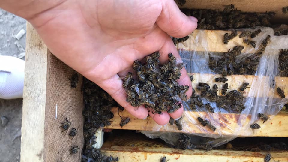 8 мільйонів бджіл, відправлених бджолярами з Закарпаття "Укрпоштою", загинули через нестачу кисню (ФОТО)