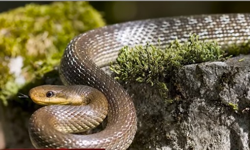 На Закарпатті водяться п'ять видів змій, з них лише одна - отруйна (ВІДЕО)