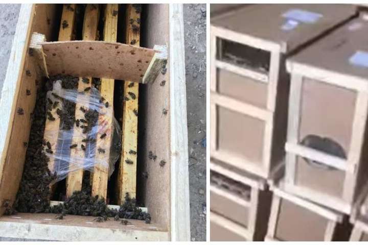 В Іршаві бджолярі вже кілька днів не забирають з "Укрпошти" бджіл, що ожили