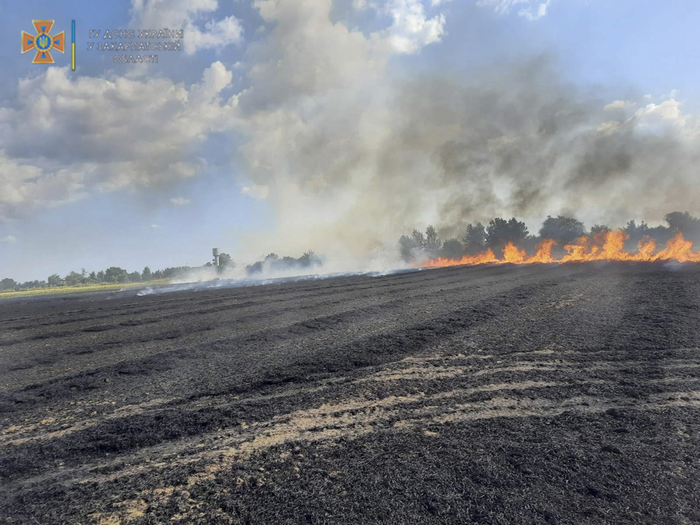 Біля Ужгорода через пожежу на пшеничному полі міг згоріти яблуневий сад (ФОТО)