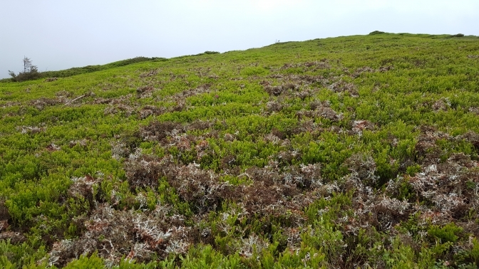 У горах Закарпаття збирачі ісландського моху залишають по собі "пустелю" (ФОТО, ВІДЕО)