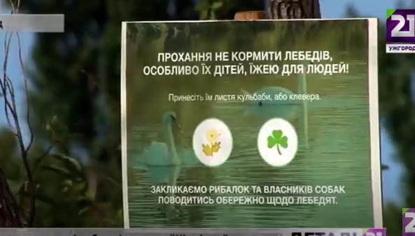 В Ужгороді на "Кірпічці" встановили інформаційні таблички щодо "правильного раціону" для лебедів (ВІДЕО)