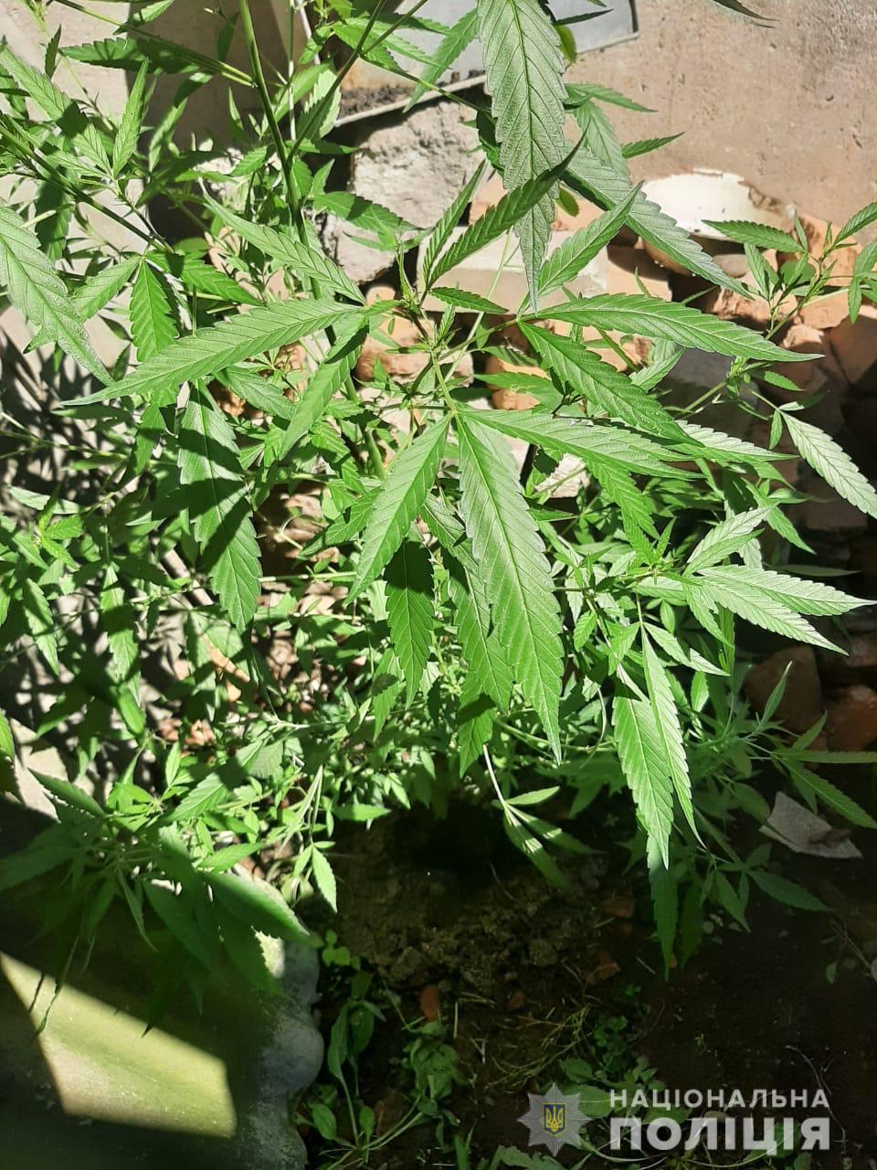 На Мукачівщині онук вирощував на подвір'ї бабусі коноплі, з якої відтак виготовляв марихуану (ФОТО)