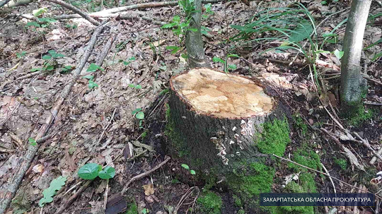 На Рахівщині двох "чорних лісорубів" підозрюють у незаконній порубці дерев 