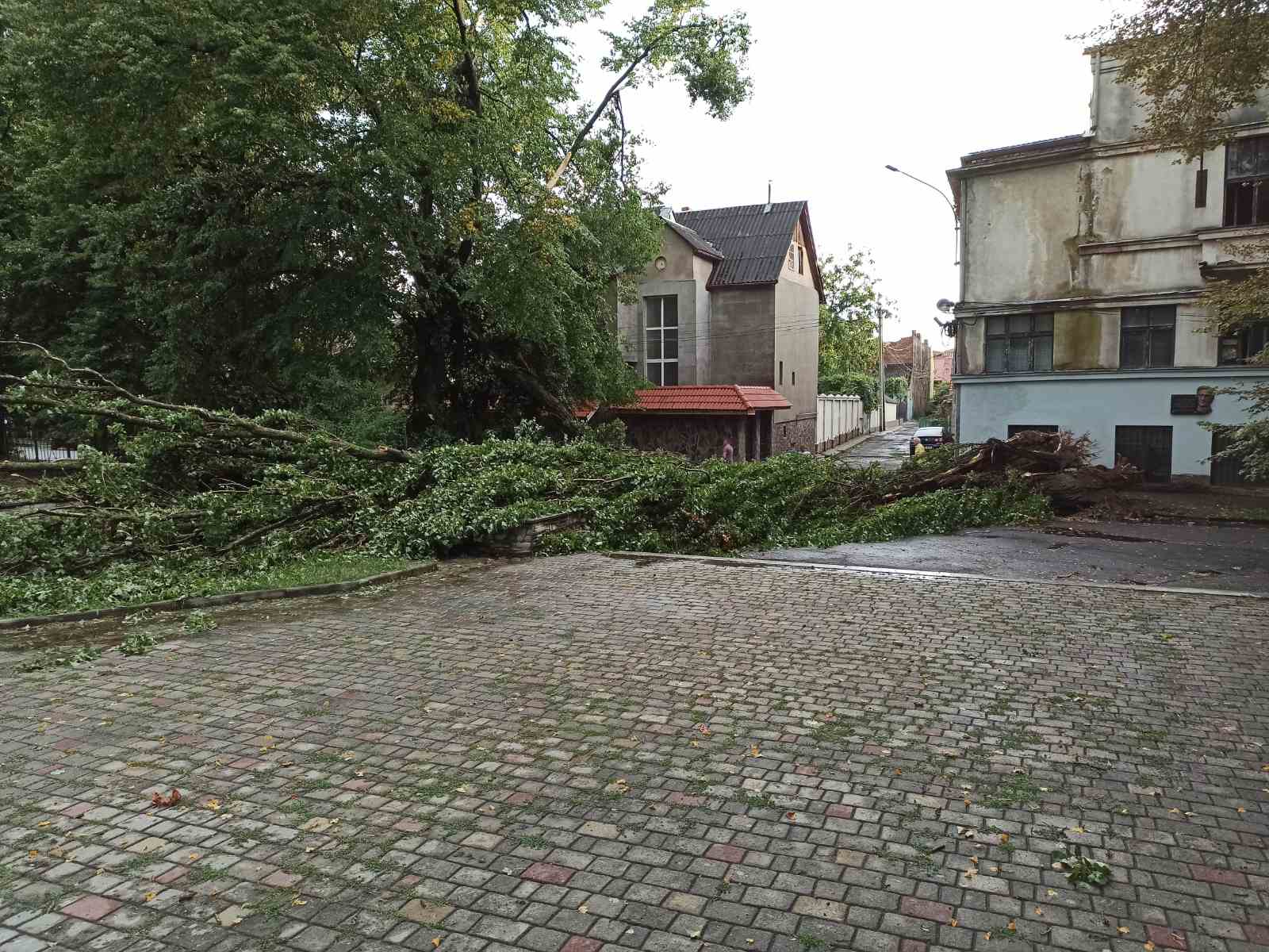 Через негоду в Ужгороді впало 7 дерев, одне на машину (ФОТО, ВІДЕО)
