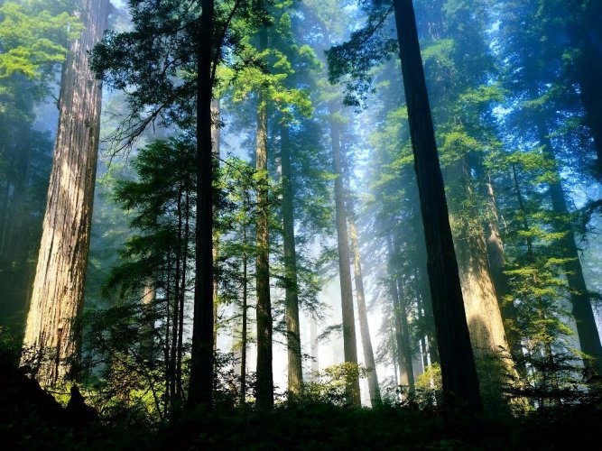 На Закарпатті сплачено 42,8 млн грн рентної плати за спеціальне використання лісових ресурсів