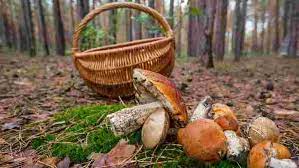 Двоє грибників пішли у ліс по гриби на Закарпатті та не повернулися