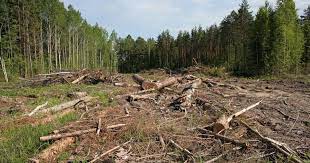 За порушення лісового законодавства суд постановив стягнути зі Свалявського лісгоспу майже 890 тис грн 