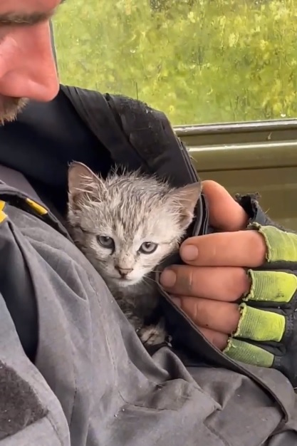Знайдене у завалах на Харківщині кошеня незабаром поїде зі своїм рятівником на Закарпаття (ВІДЕО)