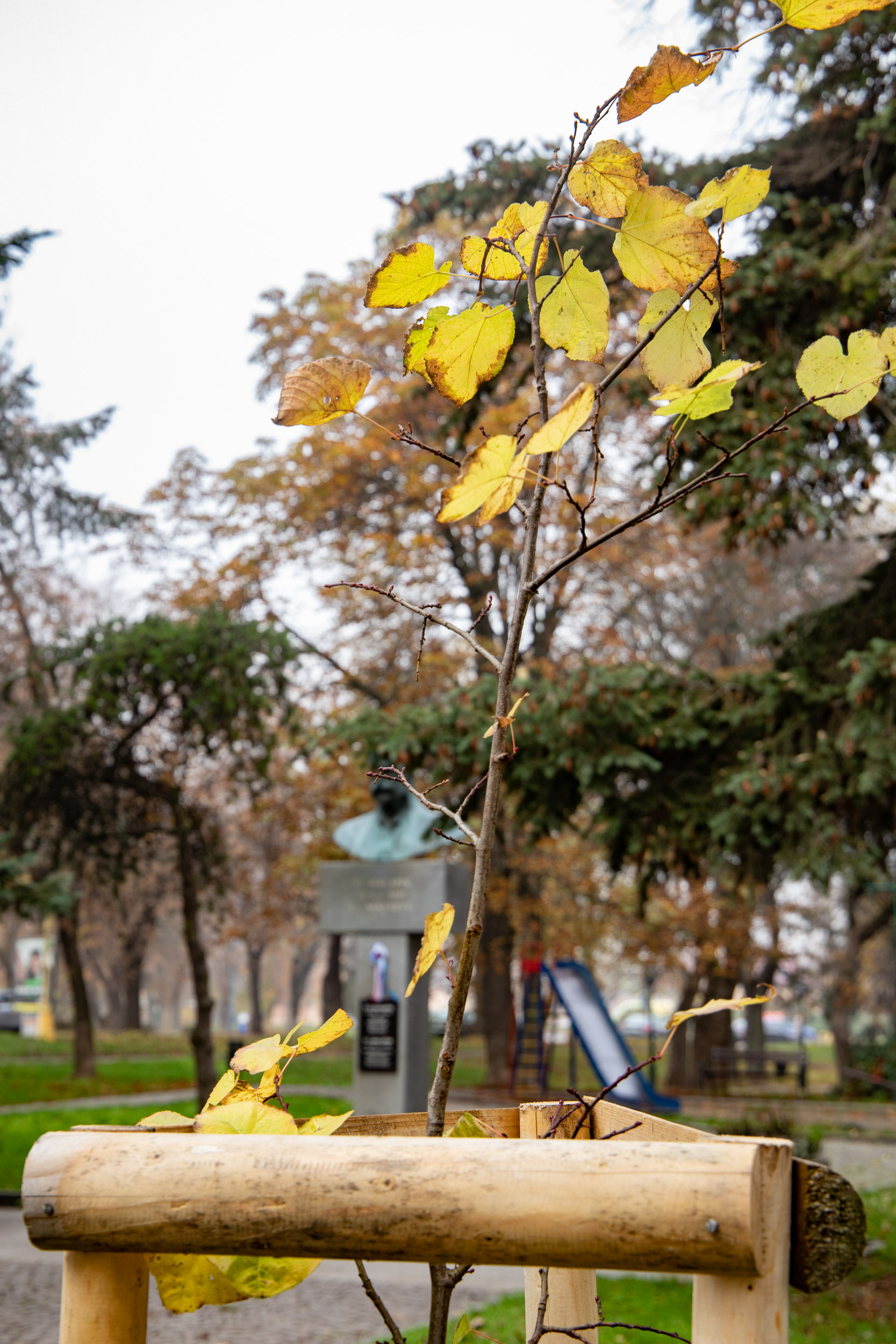В Ужгороді висадили саджанець липи, яка є нащадком пам’ятної Масарикової липи з Празького граду (ФОТО)