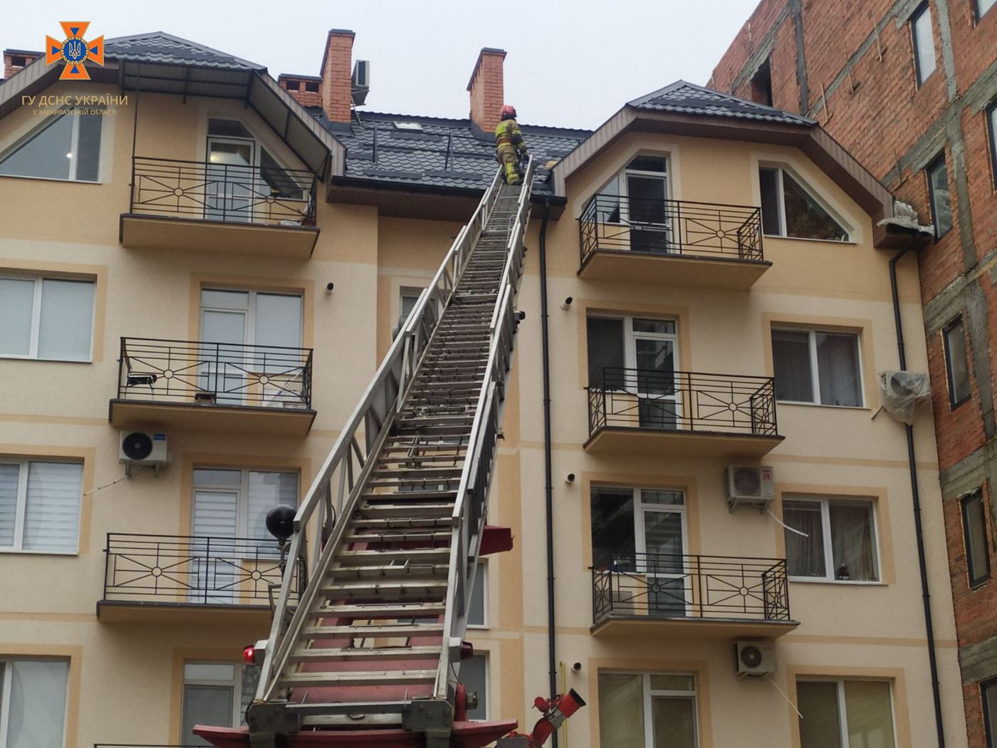 В Ужгороді рятували песика, який застряг на даху п’ятиповерхівки (ФОТО)