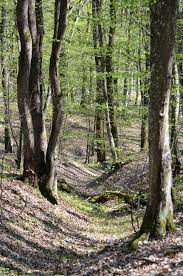 "Карпатський лісовий офіс" із центром в Ужгороді об'єднав закарпатські, львівські та івано-франківські лісництва