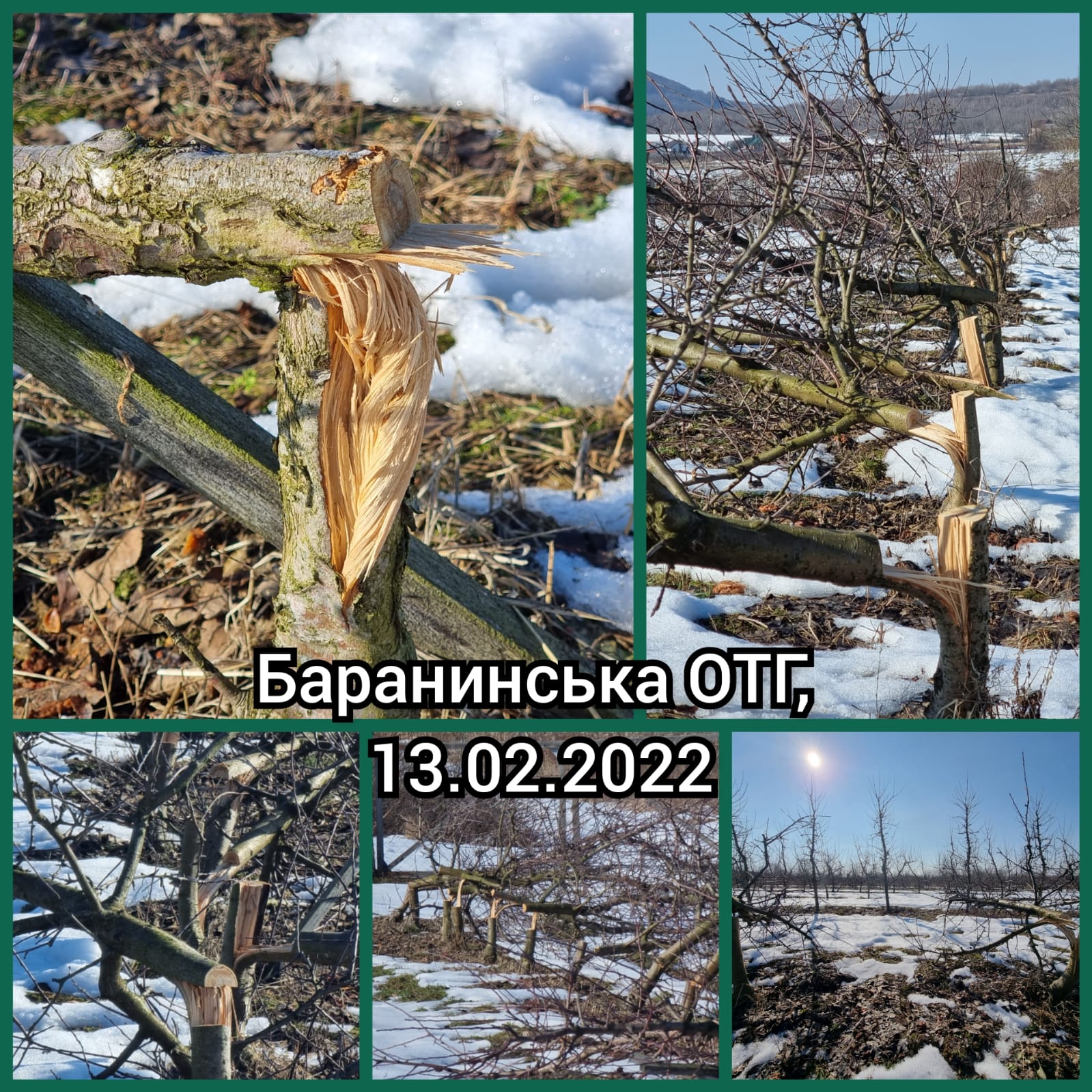 У Баранинській ОТГ по-варварварськи знищили понад 2500 дерев яблуневого саду місцевого депутата (ФОТО, ВІДЕО)