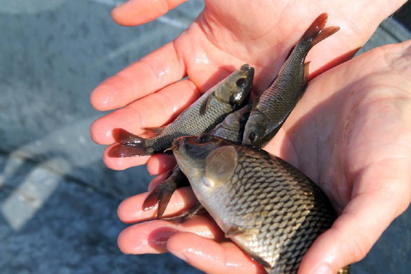 У водосховище на Мукачівщині випустили майже 17 тисяч екземплярів молоді риб