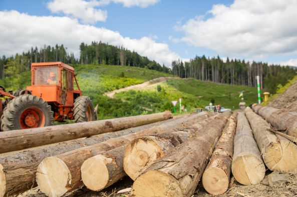 Лісова галузь Закарпаття за 5 місяців поповнила бюджети всіх рівнів на 224 млн грн
