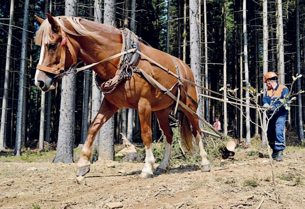 У Ясінянському лісгоспі на Закарпатті понині здійснюють трелювання деревини за допомогою коней