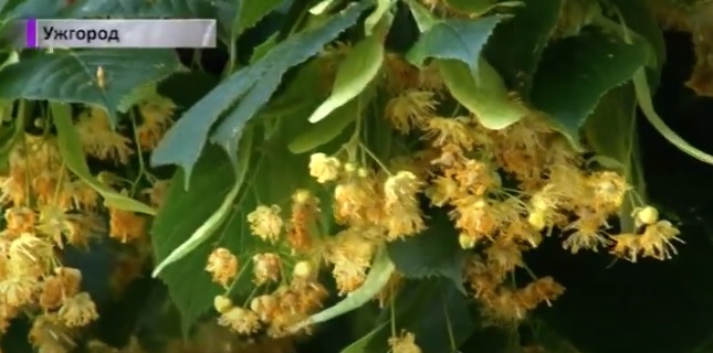 Липова алея цвіте в Ужгороді (ВІДЕО)